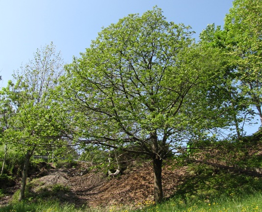 Wunderschöner Edelkastanienbaum vor dem Dorfeingang in Murg (SG) aus Distanz betrachtet.