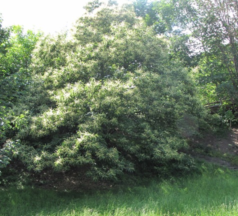 Wunderschöner Edelkastanienbaum vor dem Dorfeingang in Murg (SG) aus Distanz betrachtet.