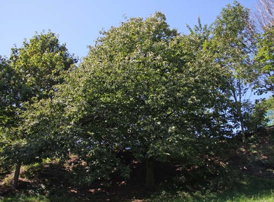Dieser Edelakstanienbaum der im Dorfeingeng von Murg steht, geniesst die Mittagsssonne.