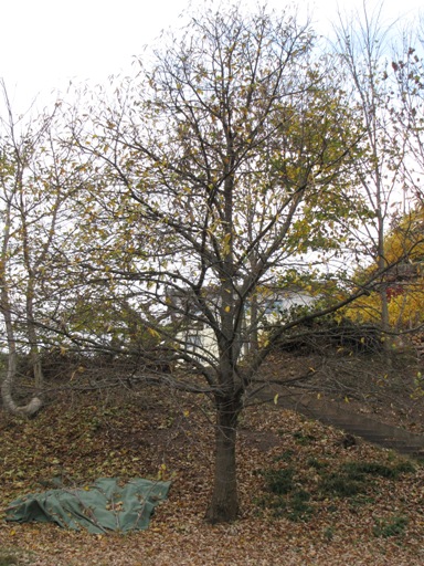 Der murger Kastanienbaum steht nun fast kahl da.