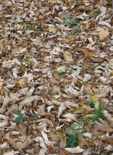 Die Edelkastanienblätter bedecken den Boden wie ein Teppich.