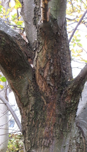 Leider ist dieser schöne Edelakstanienbaum erkrankt. Dies ist hier gut zu sehen an der Rinde, die gerissen und ihre Strucktur sowie Farbe veränder hat.