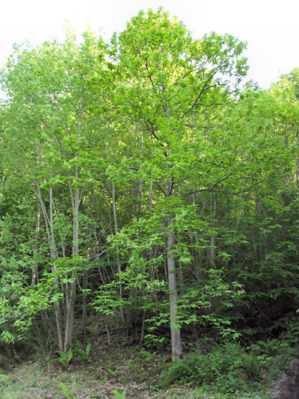Der grosse Edelkastanienbaum am Waldrand in Murg (SG) am Walensee ist unübersehbar grüner geworden.
