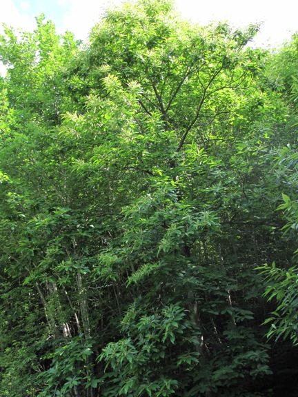 Der grosse Edelkastanienbaum am Waldrand in Murg (SG) ist vor lauter gr�n kaum sichbar.