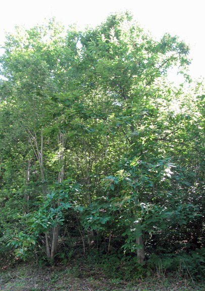 Dieser Edelkastanienbaum fügt sich mit seinem Grün in die anderen Bäume ein und ist darum aus Distanz nur schwer zu erkennen.