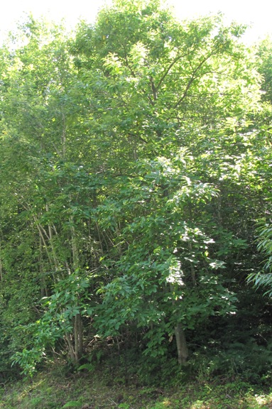 Dieser Edelkastanie im Murger-Wald ist aus Distanz kaum vom anderen Grün zu unterscheiden.