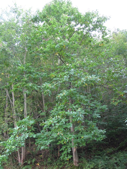 Der grosse Edelakstanienbaum im Murger Wald hat die meisten Igel und Marroni abgeworfen. Diese liegen  nun am Boden.