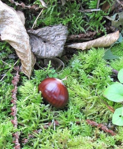 Eine rot-braune Marrone auf grünem Moos.