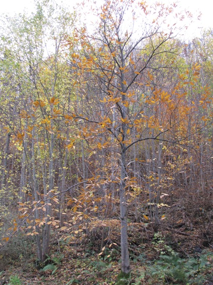 Der Edelkastanienbaum trägt nur noch wenige braun-orange Blätter.