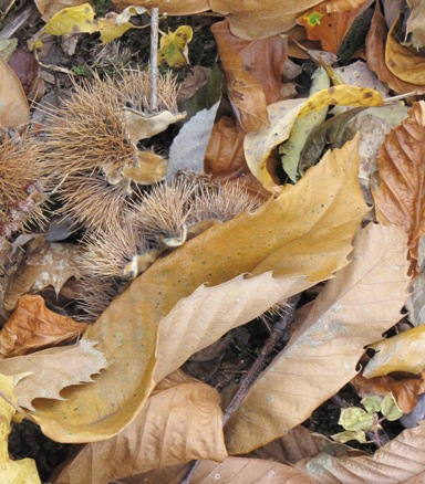Blätter und Igel zu hauf am Boden.