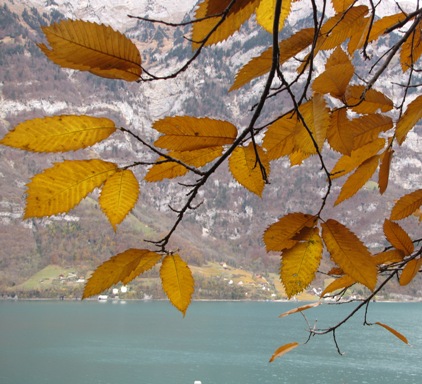 Durch die Herbstblätter auf die andere Seite des Walensees nach Quinten geblickt.