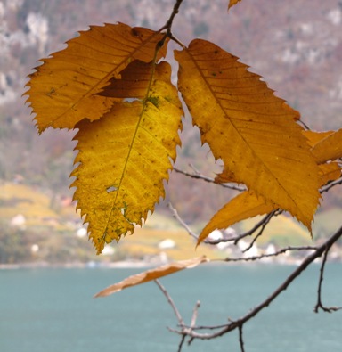 Herbstblätter in Reinform.