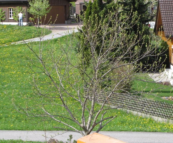 Noch fast kahler Edelkastanienbaum in einem Wohngebiet.