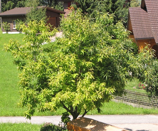 Der Edelkastanienbaum in Obstalden (GL) sonnt sich.