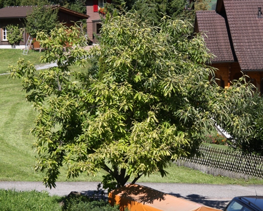 Der Obstalder-Edelkastanienbaum aus Distanz betrachtet. Aus dieser Distanz sieht man noch nicht, dass dieser Baum an einer Mangelerscheinung leidet.