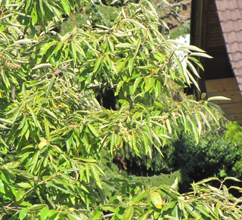 Einen Blick in das Blätterwerk des Edelkastanienbaumes.