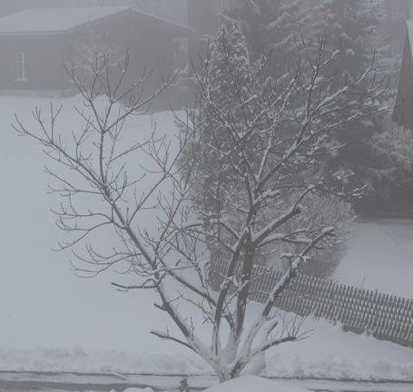 Der Kastanienbaum in Obstalden umgeben von Nebel und Schnee.
