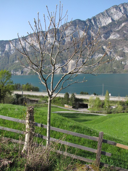 Der Edelkastanienbaum Bouche de Bétizac aus der Distanz betrachtet. Das Grün der stossenden Knospen wird immer beser sichtbar. Im Hintergrund sind der Walensee und die Berge zu sehen.