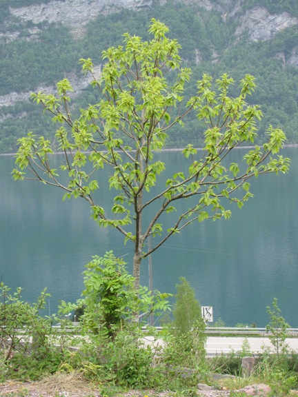Der Edelkastanienbaum Bouche de Bétizac aus Distanz betrachtet. Im Hintergrund der Walensee.