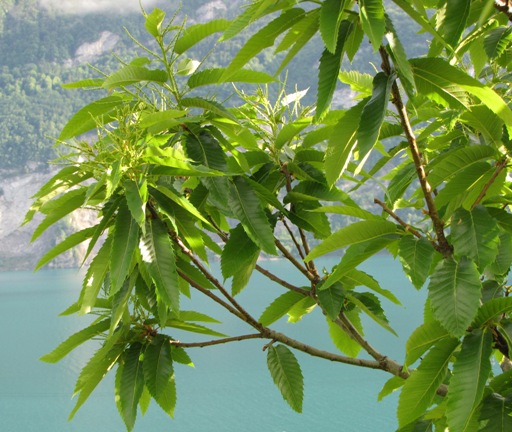 Die von der Sonne beschienenen äste des Edelkastanienbaumes sind voll behangen mit Blätter und männlichen Blütenstängel.