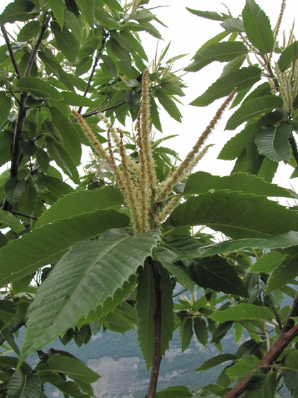 Lange typisch gezähnte Edelkastanienblätter und verfärbte männliche Blütenstängel.