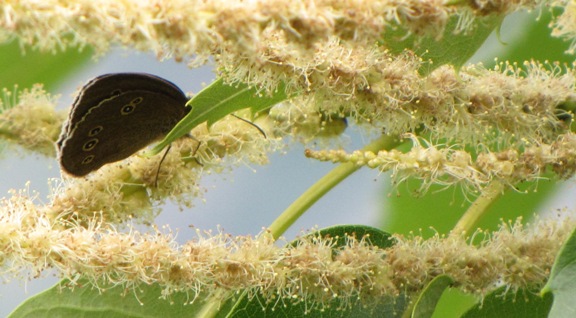 Brauner Waldvogel (Aphantopus hyperantus) an einem männlichen Blütenstängel.