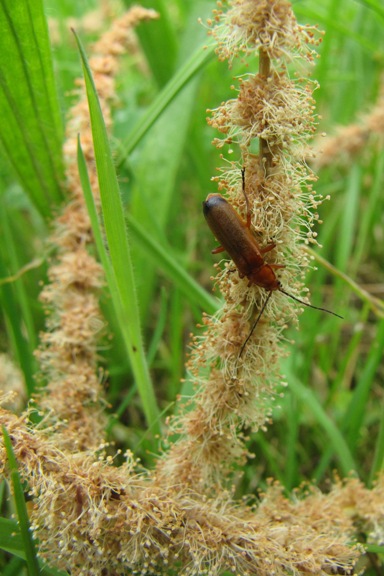 Rotgelber Weichkäfer (Rhagonycha fulva) auf einem im Gras liegenden männlichen Blütenstängel.