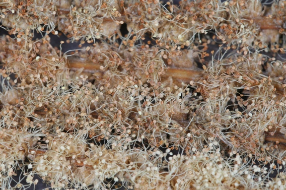 Verblühte männliche Blütenstängel in Macroaufnahme.