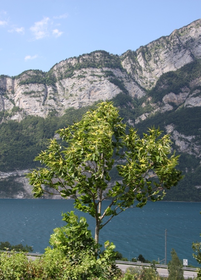 Der Edelkastanienbaum Bouche de Bétizac ist starken Windböen ausgezetzt.