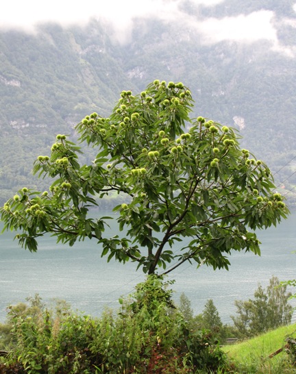 Dieser Edelkastanienbaum der Sorte Bouche de Bétizac ist reich behängt mit Früchten. Die grünen stacheligen Hüllen sind schon von weitem gut zu erkennen.