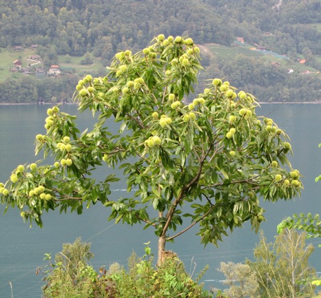 Ein Blick näher in die Baumkrone zeigt, dass dieser Edelkastanienbaum reich behängt ist mit Früchten.