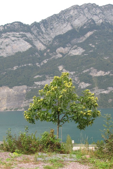 Der Edelakstanienbaum Bouche de Bétizac aus der Ferne betrachtet.