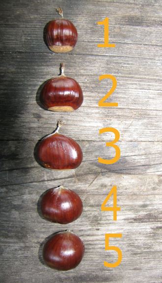 Kastanien vom Edelkastanienbaum Bouche de Bétizac in unterschiedlichen Gr�ssen, Breiten und Gewicht.