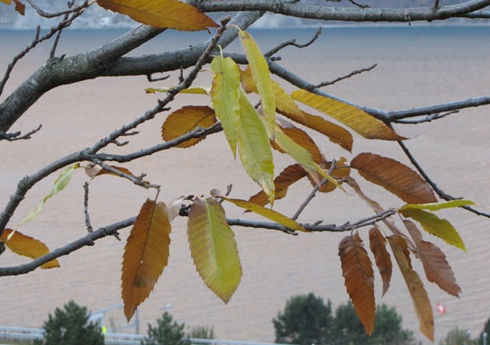 Herbstblätter in Nahaufnahme.