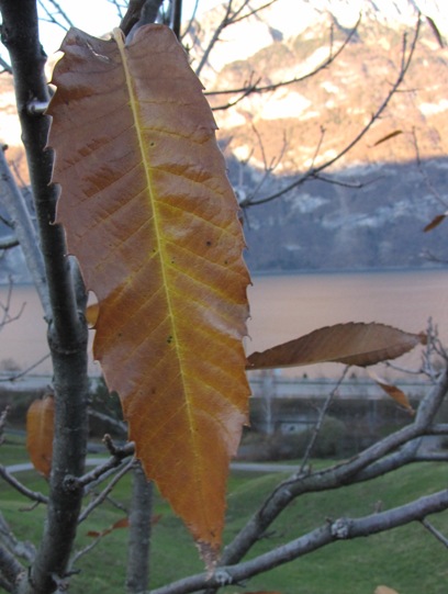 Braunes Herbstblatt in Detailansicht.