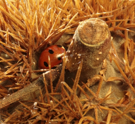 Ein Marienkäfer wählte seinen Platz zwischen den Stacheln eines Igels.