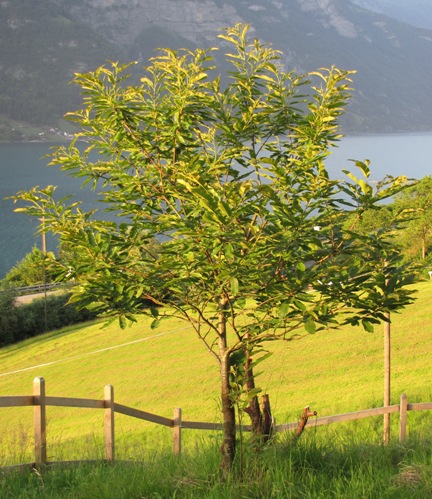 Der Edelkastanienbaum Brunella aus Distanz betrachtet.