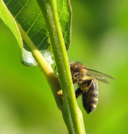 Eine Biene am Brunella.