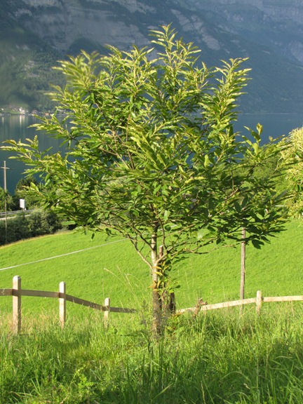 Der Edelkastanienbaum Brunella aus Distanz betrachtet.