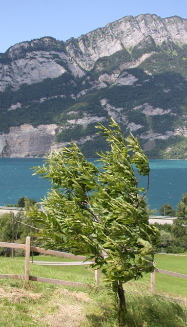 Der Edelkastanienbaum Brunella wird vom Wind geschüttelt. Starke Böen mit über 50km/h wurden gemessen.