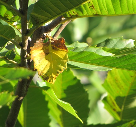 Kleines gelb-braun verfärbtes Edelkastanienblatt.