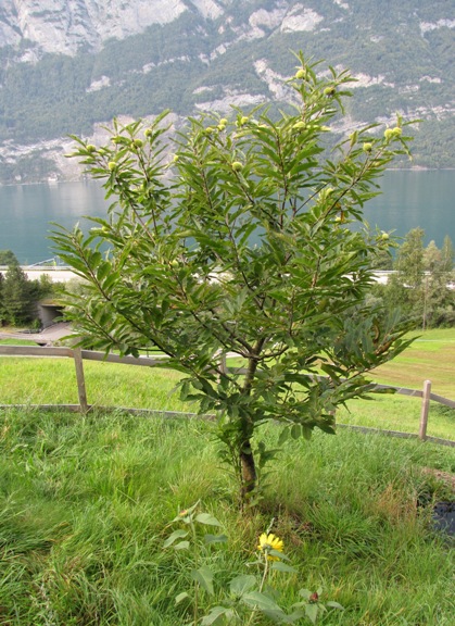 Der Edelkastanienbaum Brunella reckt seine äste in den Himmel. Die kleinen Igel sind alle in der oberen Baumkrone angeordnet.