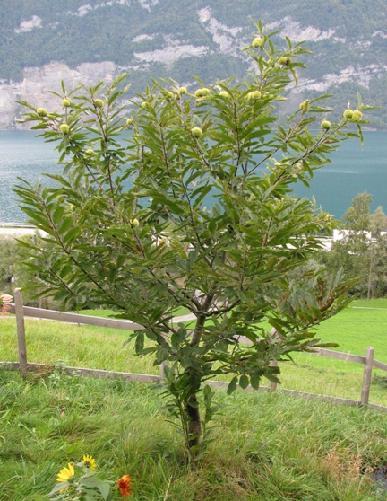 Der Edelkastanienbaum Brunella aus Distanz betrachtet. Die grünen Igel sind unünersehbar.