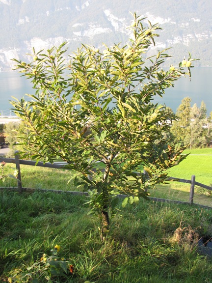 Der Edelkastanienbaum Brunella von der Sonne beschienen.