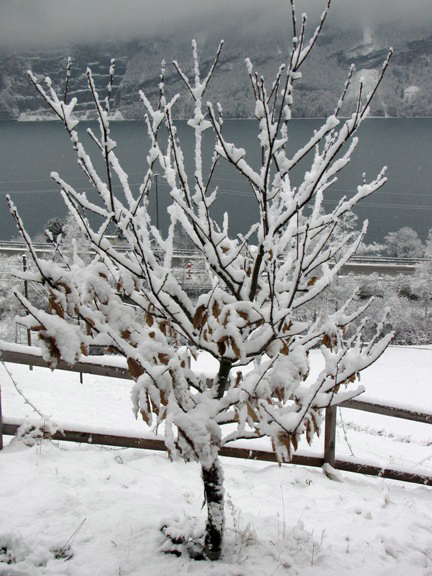 Der Kastanienbaum Brunella trägt noch einige braune Blätter. Diese und die kahlen äste sind mit Schnee bedeckt.