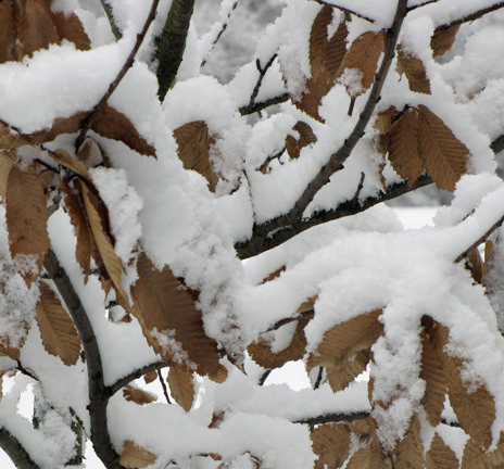 Nahaufnahme der schneebedeckten Herbstblätter.