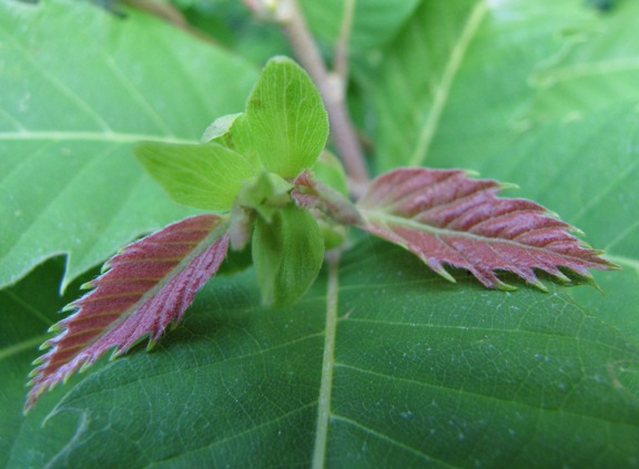 Detailaufnahme von zwei kleinen neu gewachsenen Edelkastanienblätter, die noch rot verfärbt sind.