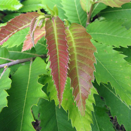 Und immernoch sind die äussersten Blätter des Jungen Edelkastanienbaumes rot verfärbt.