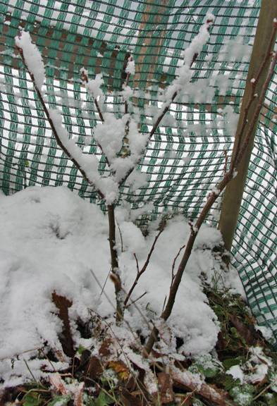 Der junge Edelkastanienbaum in Schnee gehüllt.