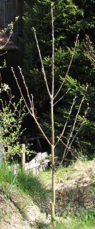 Der wild gewachsene Edelkastanienbaum steht in der Sonne.